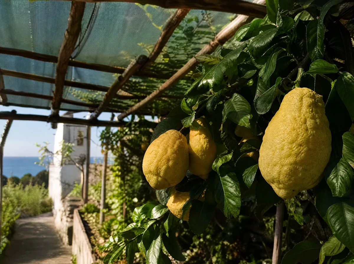 Thick-skinned limoni pane ripening on the tree, under a pergola of chestnut poles and shading net