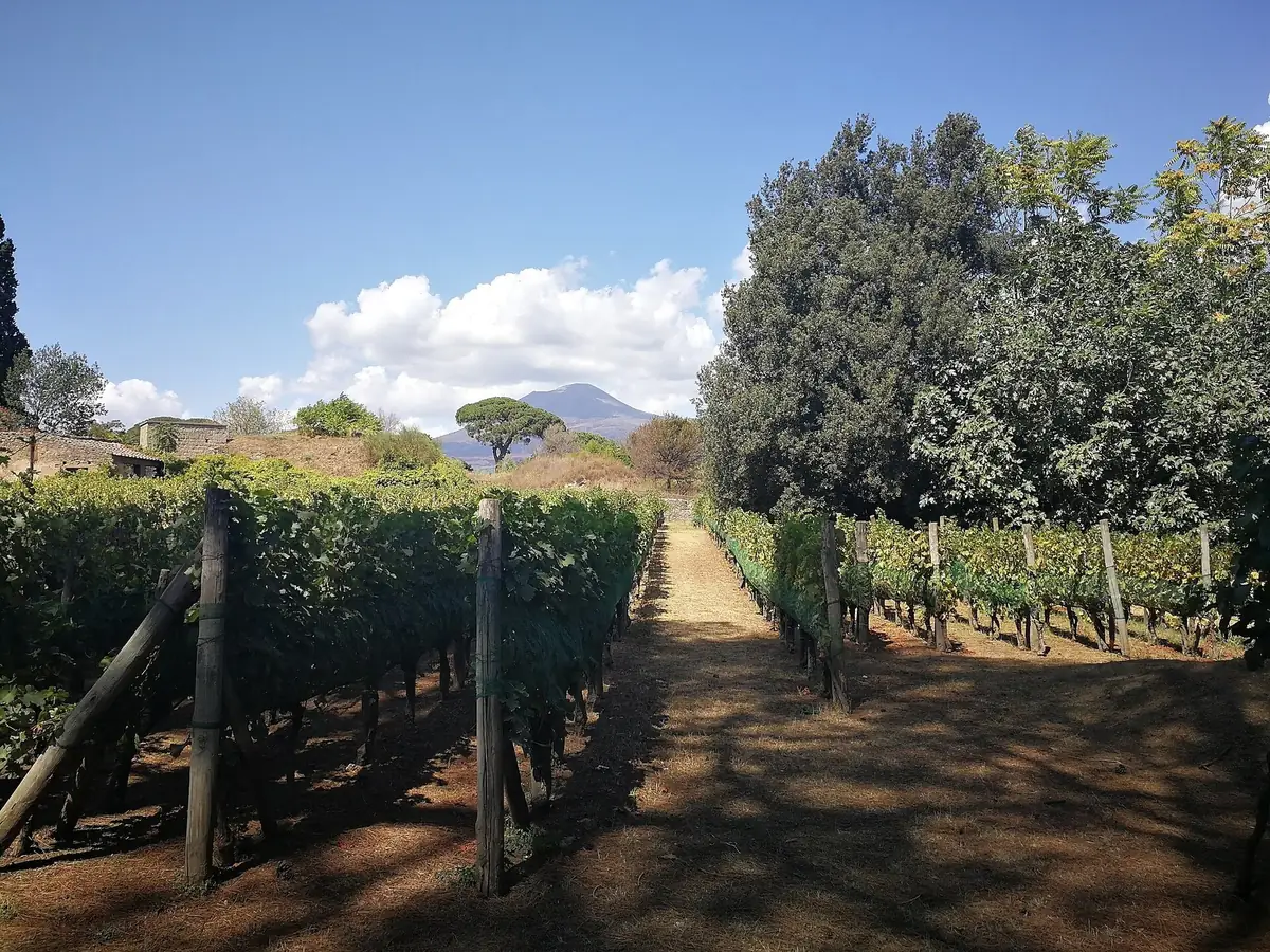 A vineyard in Campania, the region of Falanghina dei Campi Flegrei